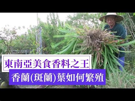 班蘭葉種植方法|【斑蘭葉種植】梁祖堯教你斑蘭葉種植 輕鬆打造香氣四溢的家